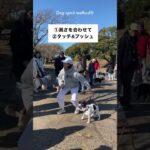 犬を後ろに下げる技(小型犬バージョン)タッチandプッシュ#ドッグビヘイビアリスト #ドッグトレーナー#ドッグトレーニング#犬のしつけ#ドッグサイコロジー#dogspirit