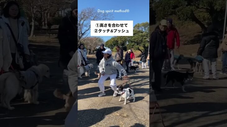 犬を後ろに下げる技(小型犬バージョン)タッチandプッシュ#ドッグビヘイビアリスト #ドッグトレーナー#ドッグトレーニング#犬のしつけ#ドッグサイコロジー#dogspirit