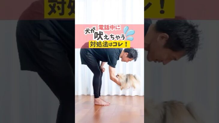 電話で愛犬が吠える！その時みんなはどうする？#dog #犬のいる暮らし #shorts