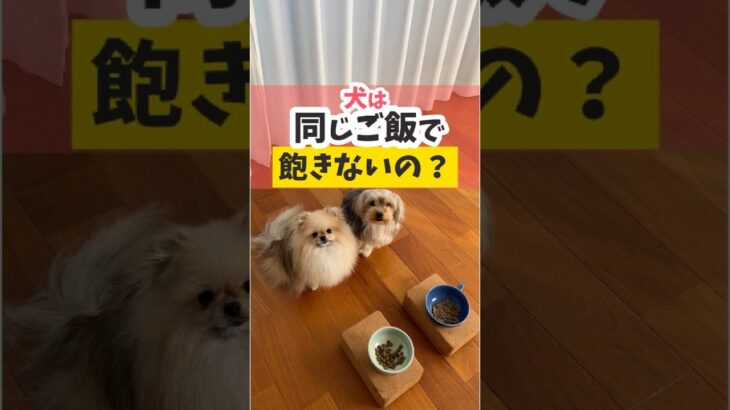 犬は毎日同じご飯てを食べて飽きないの？犬のごはんで一番大切なのは〇〇を与えてあげること♪#犬のいる暮らし #dog #shorts