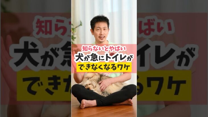 成犬になると急にトイレができなくなるわけ #dog #犬のいる暮らし#shorts