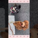 ＃犬のようちえん　＃犬のほいくえん　＃犬お泊りトレーニング　　#子犬しつけ  #しつけ教室 　#mix犬 　＃犬のしつけ　#shorts 　#パピートレーニング