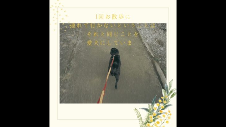 散歩は「運動」だけではない　#shorts #犬 #しつけ #レッスン #行動学 #行動心理学 #パグ #散歩