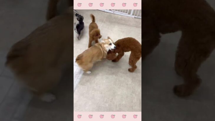 ＃犬のようちえん　＃犬のほいくえん　＃犬お泊りトレーニング　　#子犬しつけ  #しつけ教室 　#トイプードル　＃犬のしつけ　#shorts 　#パピートレーニング