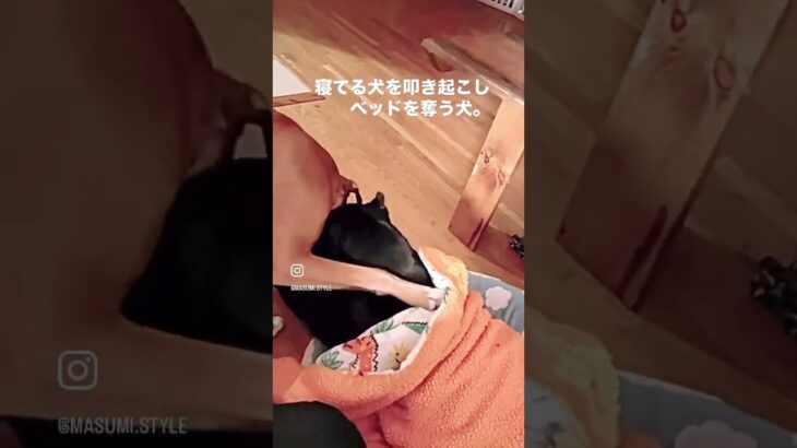 寝てる犬を叩き起こす犬＃shorts