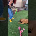 拾い食いする犬にはこのコマンド。#shorts