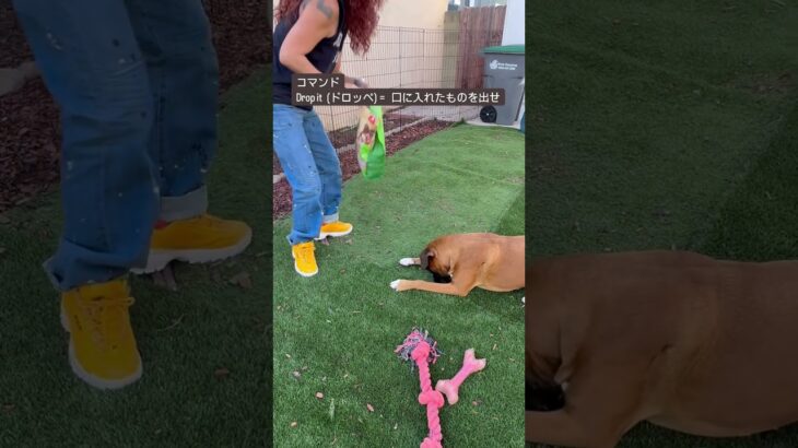 拾い食いする犬にはこのコマンド。#shorts