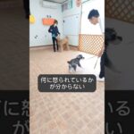 これは困った！？他犬への興奮性の抑え方 #犬しつけ #ドッグトレーナー #愛犬 #ドッグトレーニング #犬の学校 #犬のいる生活