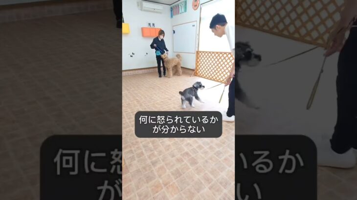 これは困った！？他犬への興奮性の抑え方 #犬しつけ #ドッグトレーナー #愛犬 #ドッグトレーニング #犬の学校 #犬のいる生活