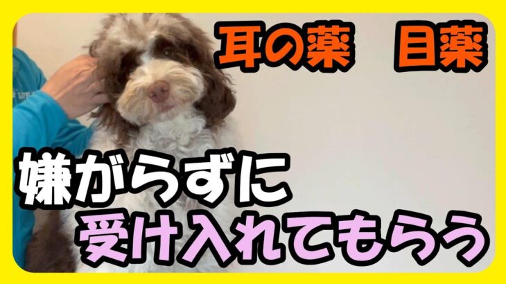 【犬　お手入れ】耳の薬や目薬を上手にさせるようになるための練習方法♪