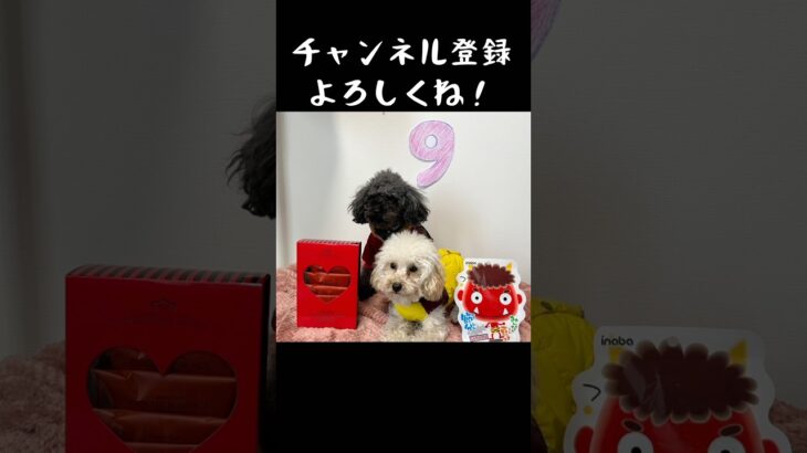 トイプードル９ヶ月 #トイプードアプリコット #犬のいる生活 #犬のしつけ #ずーっとまわる犬