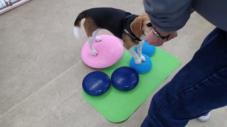 犬の幼稚園 ビオタンちゃんとトレーニング