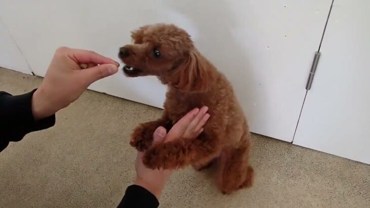 犬の幼稚園 るるちゃんとトレーニング