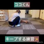 【犬の幼稚園】ココくん、ナッツちゃんの様子#東京 #豊田駅 #犬のしつけ #ドッグスクール #犬の幼稚園#犬のトレーニング #動物看護師兼トレーナー #犬好き  #ペットホテル