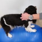 犬の幼稚園 トイちゃんとトレーニング