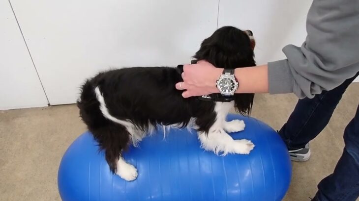 犬の幼稚園 トイちゃんとトレーニング