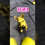 子犬芸⭐︎敬礼🫡犬のおまわりさん