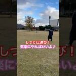 ※説明欄見てね！【愛犬のしつけは遊びの延長だと考えて🐶】