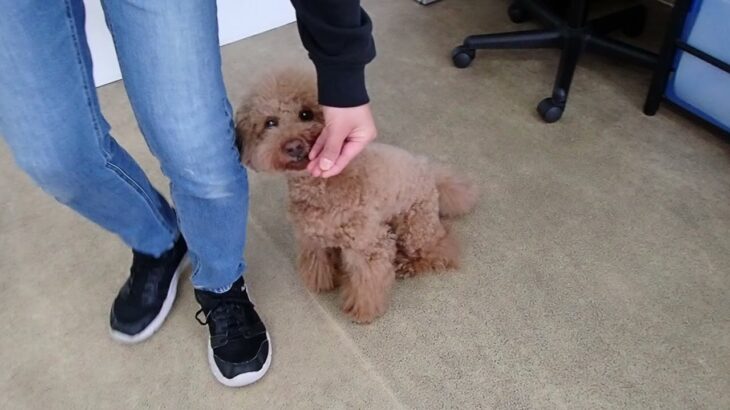 犬の幼稚園 たろうくんとトレーニング