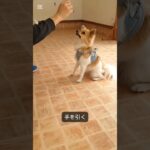 インパルスコントロールって知ってる🤔 #犬しつけ #ドッグトレーナー #愛犬 #ゴールデンドゥードル #ドッグトレーニング #犬の学校#犬