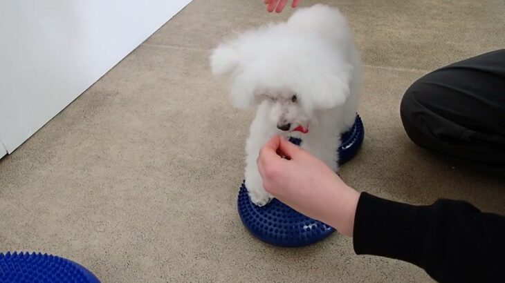 犬の幼稚園 バニラちゃんとトレーニング