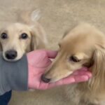犬の幼稚園 にこまるくん＆ナノちゃんとトレーニング