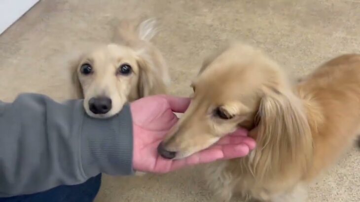 犬の幼稚園 にこまるくん＆ナノちゃんとトレーニング