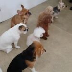 犬の幼稚園 みんなでトレーニング