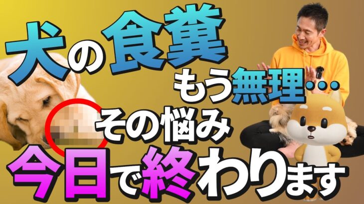 【永久保存版】犬の食糞をやめさせる”完全マニュアル”