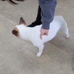 犬の幼稚園 はなちゃんとトレーニング