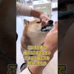 日課の歯磨きトレーニングをする柴犬さん