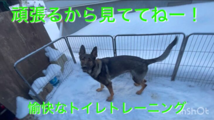 【犬の躾、訓練】我が家流、愉快なトイレトレーニング