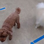 犬の幼稚園 全頭でトレーニング