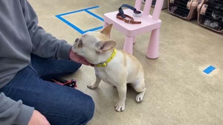 犬の幼稚園 なちゅちゃんとトレーニング