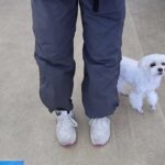 犬の幼稚園 源くんとトレーニング