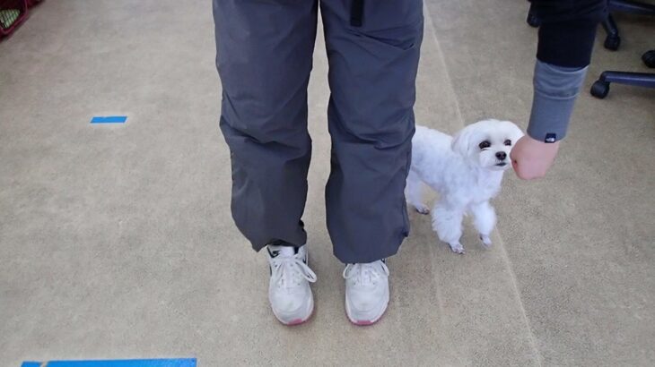 犬の幼稚園 源くんとトレーニング