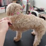 犬の幼稚園 ルークくんとトレーニング