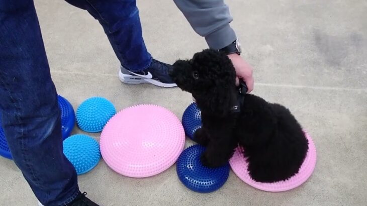 犬の幼稚園 かいくんとトレーニング