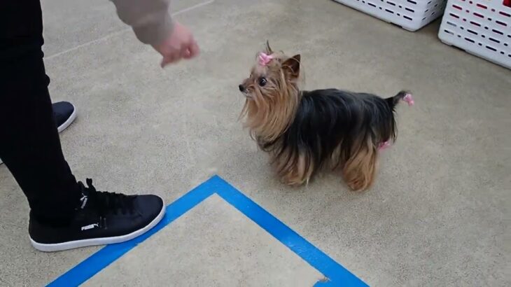 犬の幼稚園 花ちゃんとトレーニング