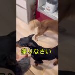 ドーベルマン&ミックス犬のコマンドトレーニング　#ドーベルマン　#ボーダーコリー　#しつけトレーニング