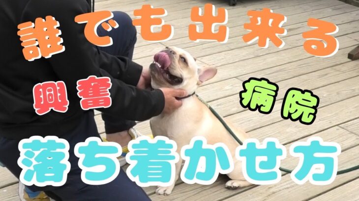 【#犬】いつでもどこでも役立つ！興奮を落ち着かせる方法！！#愛犬 #犬のいる生活 #フレンチブルドッグ #ドッグトレーニング #ドッグトレーニング大阪 #ドッグトレーナー #ドッグケア