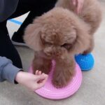 犬の幼稚園 ひなたくんとトレーニング