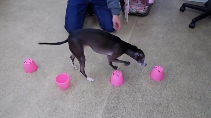 犬の幼稚園 れもんちゃんとトレーニング