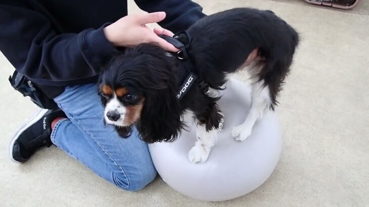 犬の幼稚園 トイちゃんとトレーニング