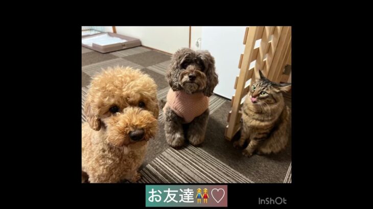 【ペットホテル】クールくんの様子#東京 #豊田駅 #犬のしつけ #ドッグスクール #犬の幼稚園#犬のトレーニング #動物看護師兼トレーナー #犬好き  #ペットホテル