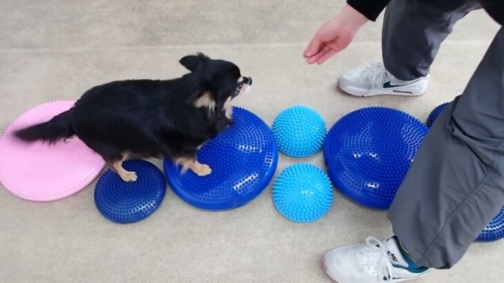 犬の幼稚園 ショコラくんとトレーニング