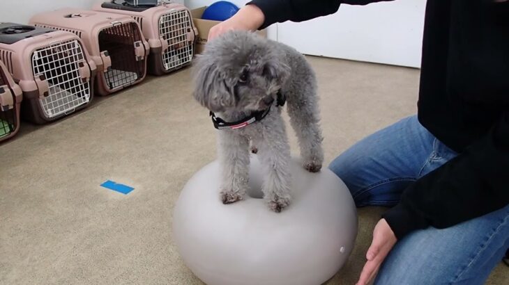 犬の幼稚園 輪くんとトレーニング