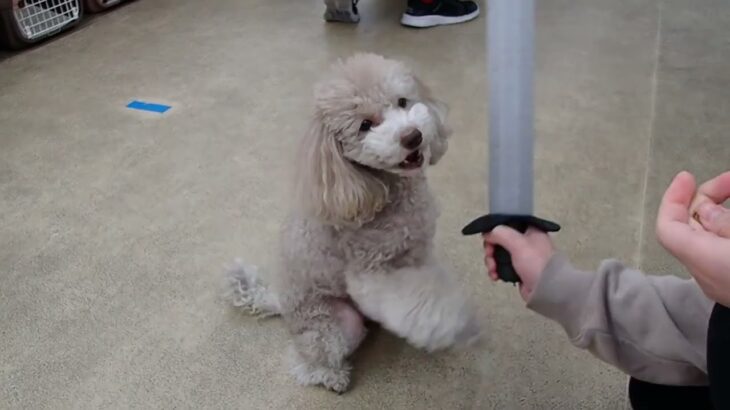 犬の幼稚園 ハニちゃんとトレーニング