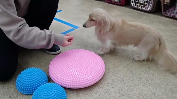 犬の幼稚園 にこまるくんとトレーニング