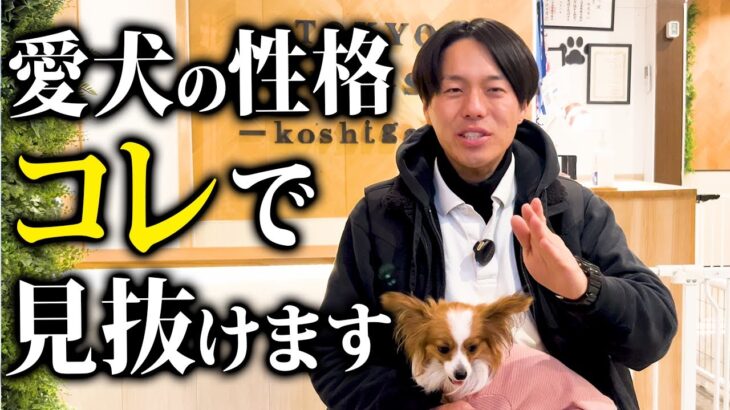 愛犬の性格を見分ける５つのポイント！【ドッグトレーナー解説】